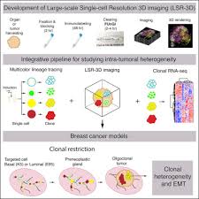 Intraclonal Plasticity In Mammary Tumors Revealed Through