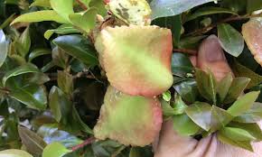 Atlantic coast camellia society, camellia pictures. Camellia Leaf Gall
