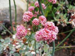 15 Top Native Plants Of Southern California Native Plants Plants Annual Plants