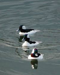 Black And White Duck Species Ducks Unlimited Inc Duck Species Duck Hunting Ducks Unlimited