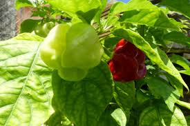 We did not find results for: Les Rimed Razie En Martinique Plantes Medicinales