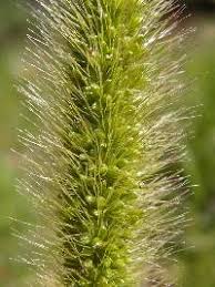Image result for Setaria pumila