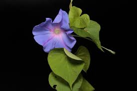 Image result for Ipomoea involucrata