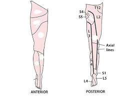 Dermatomes Myotomes And Reflexes Lower Limb Diagram Quizlet