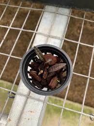 Image result for Oeceoclades decaryana