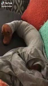 I Look Like Sausage Video Cute Animals Cute Funny Animals Cute Baby Animals