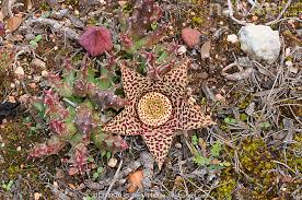 Image result for Orbea variegata