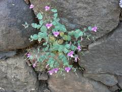 Image result for Canscora