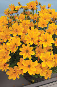 Image result for Bidens