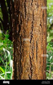 Image result for Acacia burkei