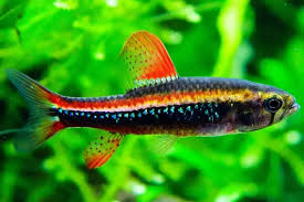 Image result for Swertia tetrandra