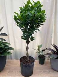Image result for Ficus demeusei