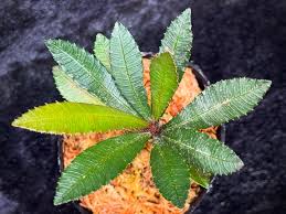 Image result for Sauvagesia