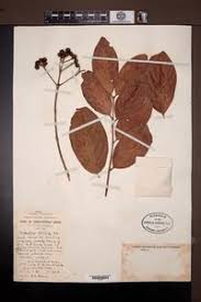 Image result for Crossopteryx