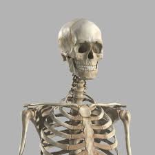3d Model Male Skeleton Male Skeleton Skeleton 3d Model