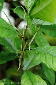 Image result for Dorstenia psilurus