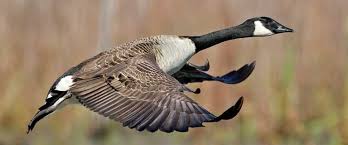 Where does canada goose bird sleep? Understanding Waterfowl Story Of The Giants