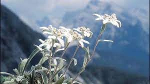 Bunga edelweis atau edelweiss adalah bunga yang langka dan mendapat julukan 'bunga abadi'. Tahukah Anda Bunga Edelweiss Asli Ternyata Di Pegunungan Alpen Banjarmasin Post
