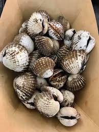 Not cheap, a plate of about 12 large cockles was s$9. Huge Cockles And Super Tender Gong Gong Kin Hoi On 7feb2021 C H E F