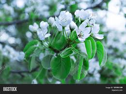 A classic tree + dazzling good looks why northern red oak trees? Apricot Tree Blossom Image Photo Free Trial Bigstock