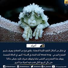 في شكل من أشكال التكيف المثيرة للدهشة يقضي نوع من الضفادع يعرف باسم الضفدع الحرجي Wood Frog أثناء الشتاء في ألاسكا 7 أشهر في الحالة المتجمدة يتوق Frog Wood