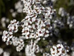 Image result for Eriocephalus