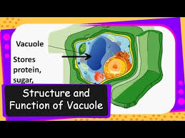 It's one of the largest organelles found in cells, and it's shaped like a large sac. Science Vacuole In Cell And Its Function English Youtube