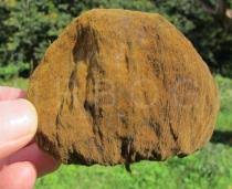 Image result for Stipularia africana