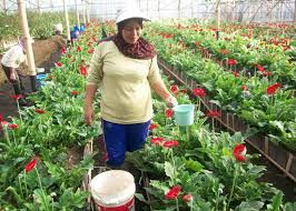 Ide tanaman hias bunga untuk indoor. Gambar Bunga Gerbera Gambar Hd Pilihan