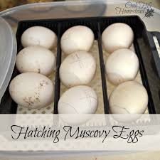 Can duck eggs hatch without an incubator? Hatching Muscovy Eggs Oak Hill Homestead