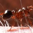 Fire ant