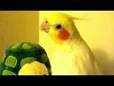 parrot 2 0 drone videos on youtube