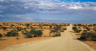 Image result for Plinthus cryptocarpus