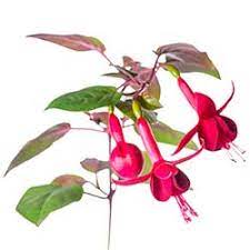 Italian Translation Of Fuchsia Collins English Italian Dictionary