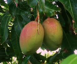 From apples to peaches and plums to lemons, fruit trees can be susceptible to a variety of insect. How To Grow Mango Trees Updated For 2019 Mango Maven