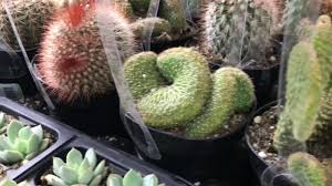 Cacti are one of the most satisfying plants to care for. Shopping For Succulents At Home Depot Lowes And Varner S Greenhouses Youtube