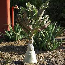 Image result for Cyphostemma barbosae