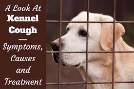 The most common symptoms of kennel cough in dogs and cats include a dry hacking or honking cough, sometimes followed by retching. Kennel Cough In Dogs Symptoms Causes And Treatment