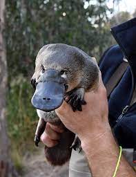 platypus ornithorhynchus anatinus via wimmeracma wildoz