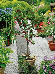 I do not have a large back yard to plant watering fruits trees in pots. 14 Best Fruits To Grow In Pots Fruits For Containers