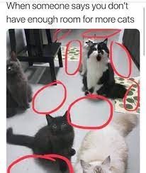 The Best Cats On Instagram On Instagram Guess What I Found More Room Daily Dailykittymail Cat Cats Kit In 2020 Cats Cat Training Funny Animals With Captions