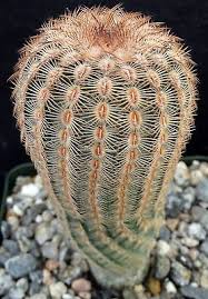 Being cactus lover, you wish to grow these inside your home. Echinocereus Pailanus Attractive Cold Hardy Cactus Cactus Cactus Flower Cactus Plants