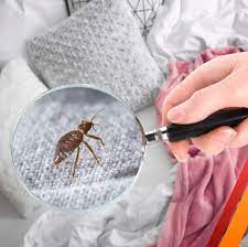 Bee control can be challenging, especially when you consider the important role they play in the environment. Pests Pest Control