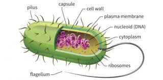 To use coffee machine with capsules bacteria cell type. Quiz Trivia Question On Bacteria Cell Structure Proprofs Quiz