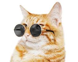 Throughout the years, many top actresses have sported the look, from audrey hepburn to elizabeth taylor, and marilyn monroe. Kitty Hippie Sunglasses Meowingtons