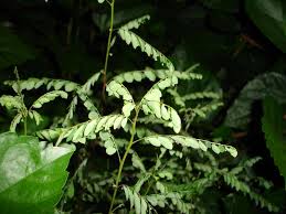 Image result for Phyllanthus mendesii