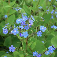 100% guarantee about us member orgs nursery outlet plantable pots tour our nursery testimonials customer help. Brunnera Macrophylla Siberian Bugloss Jora Dahl
