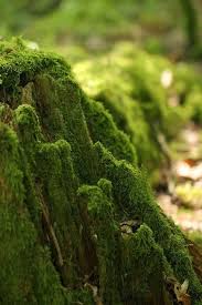 Green Nature By Lexy K On Colors Mossy Tree Nature Photography