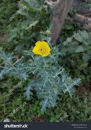 Image result for Argemone ochroleuca