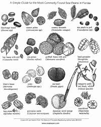 Simple Guide To Flodida Sea Beans Sea Beans Sea Crafts Sea